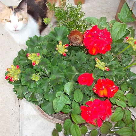 Feriehus Riepleralm Matrei in Osttirol